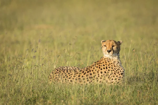 Cheetah Adulto Com Belos Olhos Laranja Deitado Grama Alta Masai — Fotografia de Stock