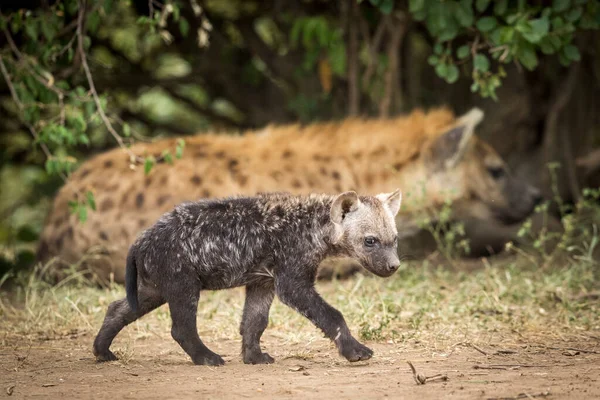 Kleine Babyhyäne Läuft Der Nähe Ihrer Mutter Und Schaut Aufmerksam — Stockfoto