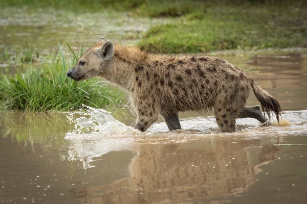 Ausgewachsene Hyänen Blicken Aufmerksam Durch Braunes Wasser Ngorongoro Krater Tansania — Stockfoto