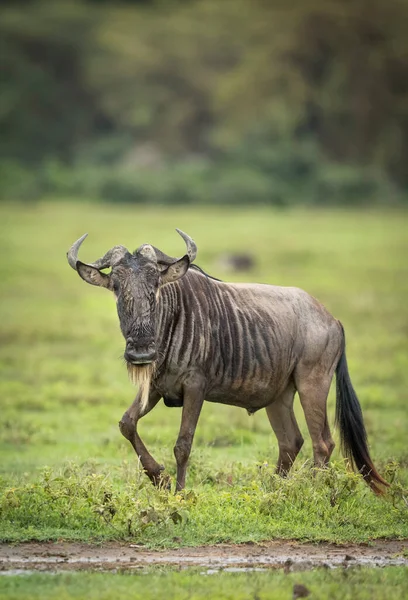 Yetişkin Bir Antilobun Dikey Portresi Tanzanya Daki Ngorongoro Krateri Nde — Stok fotoğraf