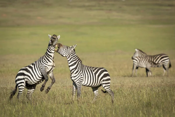 肯尼亚马赛马拉国家保护区的草原上 两只斑马在晨曦中互相争斗 互相咬咬着 — 图库照片