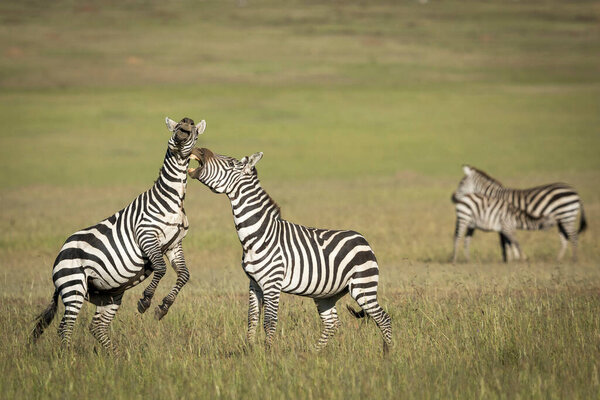 Two zebra fighting and biting each other in morning sunlight in the grassy plains of Masai Mara National Reserve in Kenya