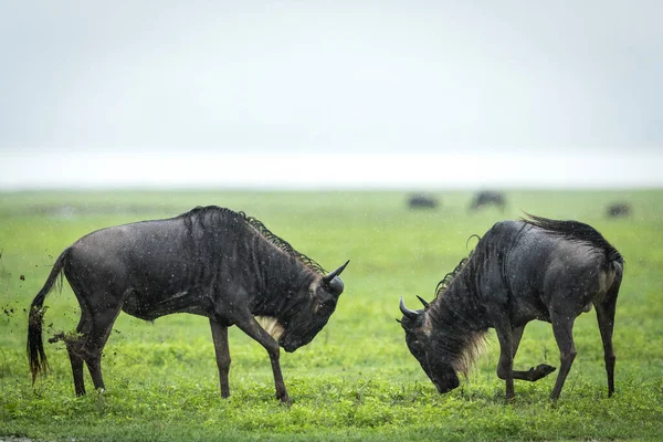 Dva Dospělí Pakoně Bojující Dešti Zelených Pláních Kráteru Ngorongoro Tanzanii — Stock fotografie