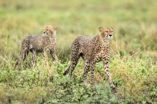 Zwei Erwachsene Geparden Die Während Des Regens Ndutu Tansania Einem — Stockfoto