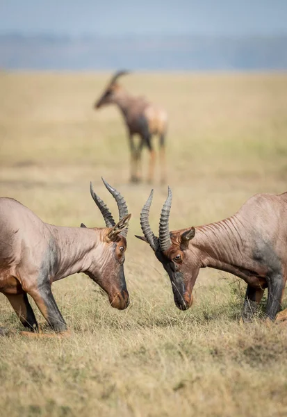 Vertikalt Porträtt Två Topi Antilop Slåss Grässlätter Masai Mara Kenya — Stockfoto