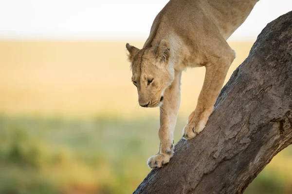 Horizontal Portrait Lioness Walking Tree Masai Mara Kenya — Stock Photo, Image