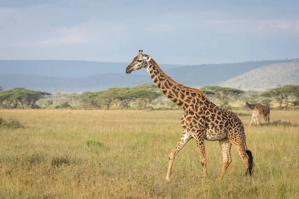 Жираф Ходит Желтой Траве Равнинах Серенгети Танзании — стоковое фото