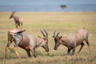 Kenya 'da Masai Mara otlaklarında kavga eden iki topi antilobu.