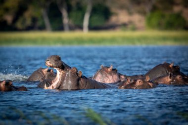 Bir grup su aygırı, Botswana 'da Chobe Nehri' nde esniyorlar.