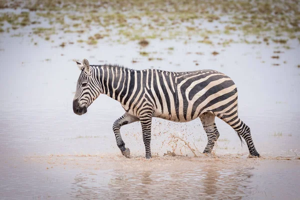 Dospělí Zebra Procházející Mokré Pláně Národním Parku Amboseli Keni — Stock fotografie