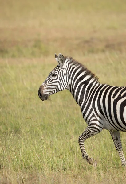 Verticaal Portret Van Een Zebra Wandelen Masai Mara Vlaktes Kenia — Stockfoto