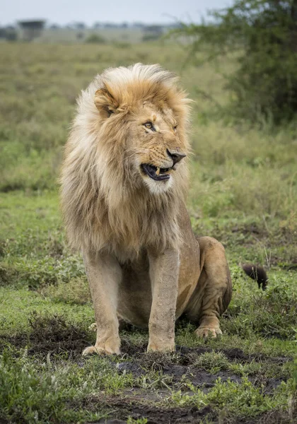 Вертикальный Портрет Самца Льва Сидящего Грязной Траве Выглядящего Настороженно Танзании — стоковое фото