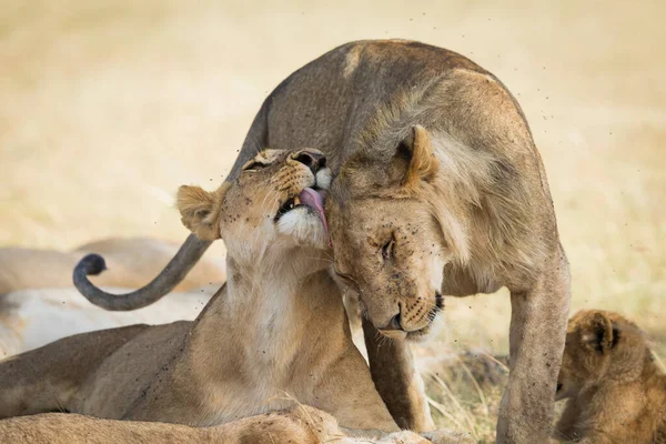 Lions Showing Affection Licking Each Other Masai Mara Kenya — Stock Photo, Image