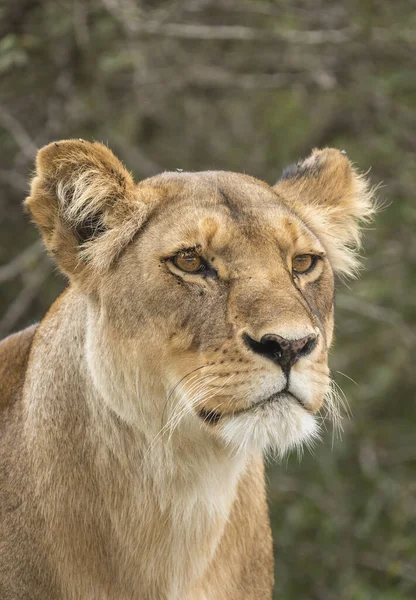 Ritratto Verticale Una Leonessa Allerta Ndutu Tanzania — Foto Stock