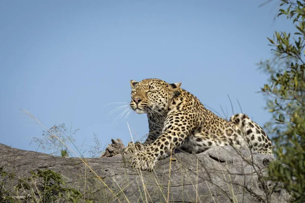 Ausgewachsene Leoparden Liegen Auf Einem Toten Baum Mit Blauem Himmel — Stockfoto