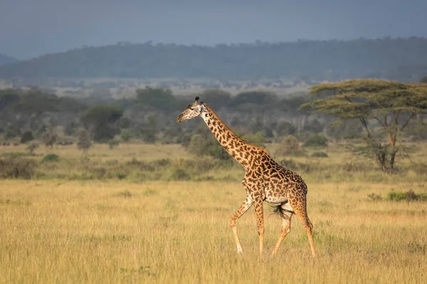 Female giraffe walking in yellow grass in morning sunlight in Serengeti in Tanzania