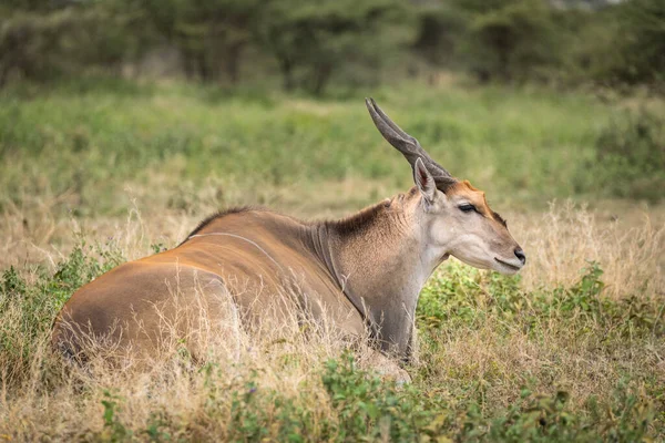 Elandská Antilopa Leží Trávě Hlavou Vztyčenou Ndutu Tanzanii — Stock fotografie