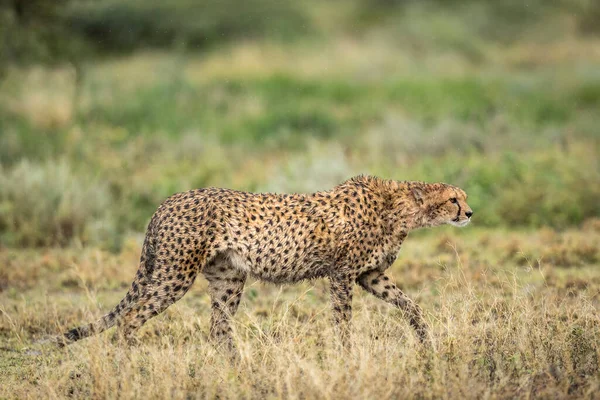 Potret Horisontal Seekor Cheetah Dewasa Berjalan Basah Tengah Hujan Ndutu — Stok Foto