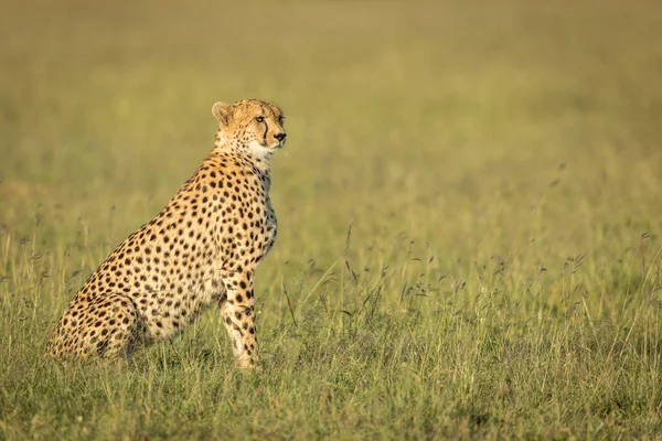 Cheetah Sitting Masai Mara Plains Kenya — Stock Photo, Image