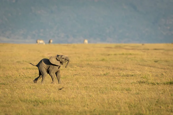 Small Elephant Walking Dry Grass Morning Sunlight Masai Mara Kenya — Stock Photo, Image