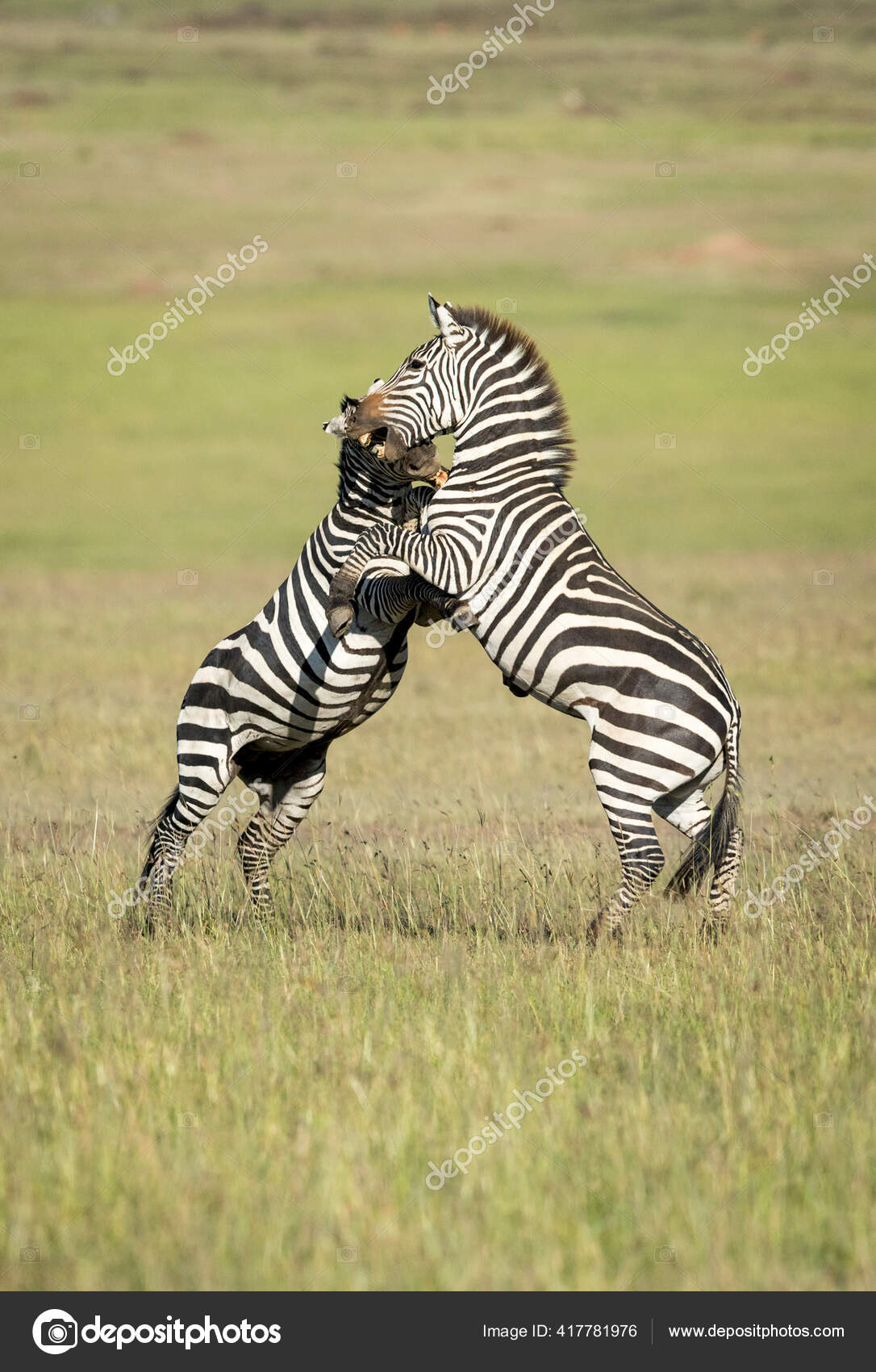 Two Zebras Standing Back Legs Biting Each Other Morning Sunlight