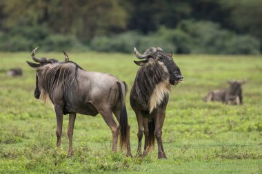 Tanzanya 'daki Ngorongoro Krateri' nin yeşil ovalarında sürülerinin arasında duran iki beyaz sakallı antilop.