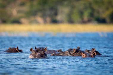 Suaygırı, Botswana 'daki Chobe Nehri' nde öğleden sonra güneş ışığında dinleniyor.