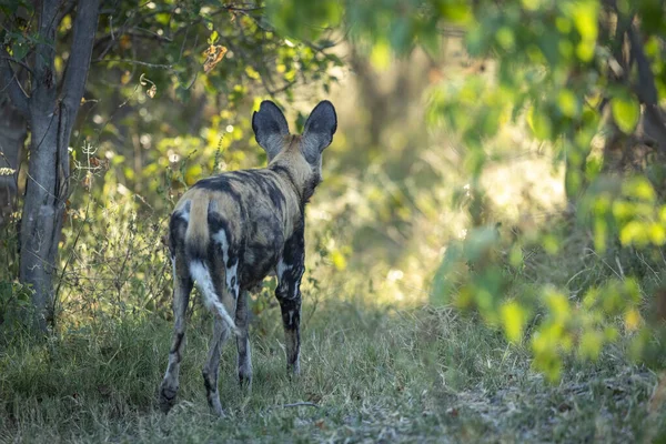 ボツワナのクワイ川オカバンゴデルタで早朝の日差しの中で茂みを探している野生の犬 — ストック写真