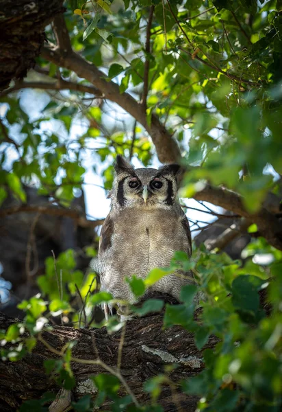 Aigle Verreaux Assis Dans Arbre Vert Dans Delta Moremi Okavango — Photo