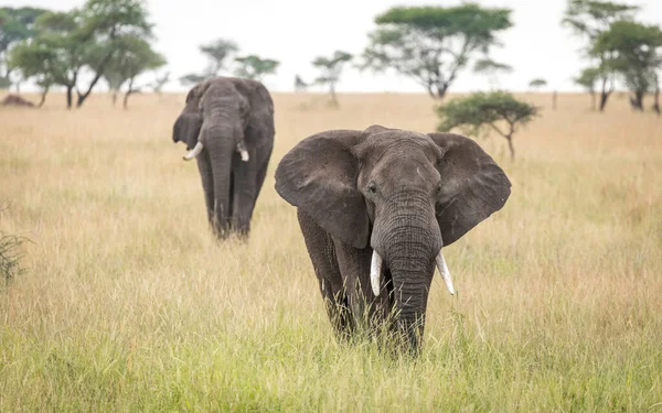在坦桑尼亚塞伦盖蒂国家公园的平原上 两只大象在高高的草地上散步 — 图库照片