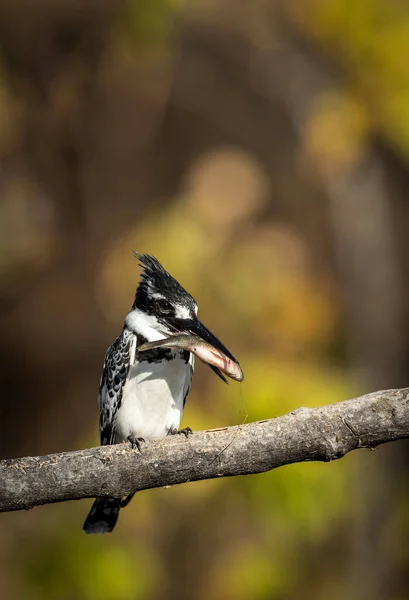 Verticaal Portret Van Een Ijsvogel Met Een Kleine Vis Zijn — Stockfoto