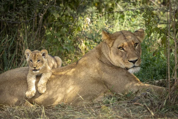 Leona Cachorro León Yaciendo Juntas Arbusto Verde Savuti Botswana — Foto de Stock