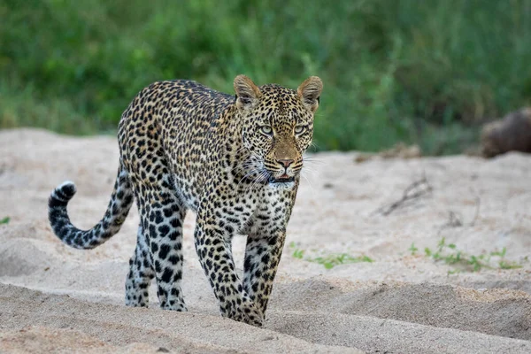 Leopardo Macho Adulto Caminhando Leito Rio Seco Kruger Park Com — Fotografia de Stock