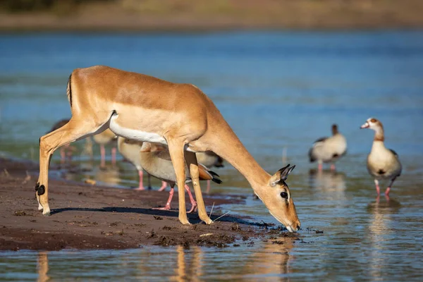 Žena Impala Stojící Okraji Vody Pití Řece Chobe Botswaně Skupinou — Stock fotografie