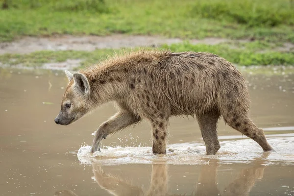 Vuxen Hyena Genom Brunt Vatten Ser Alert Ngorongoro Krater Tanzania — Stockfoto