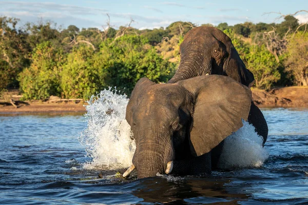 Dos Elefantes Agua Salpicando Luz Del Sol Tarde Río Chobe —  Fotos de Stock