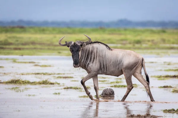 Východní Bílý Vousatý Pakoně Kráčející Mokrých Pláních Amboseli Dívající Kameru — Stock fotografie