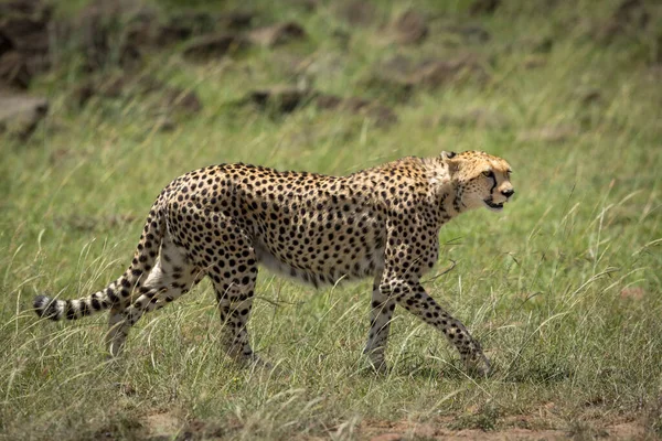 Felnőtt Gepárd Sétál Masai Mara Síkság Keres Éber Kenyában — Stock Fotó