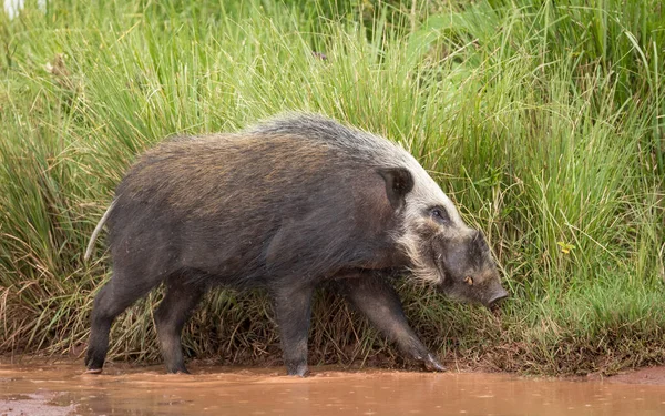 Yetişkin Çalı Domuzu Tanzanya Daki Ngorongoro Krateri Nin Arka Planında — Stok fotoğraf