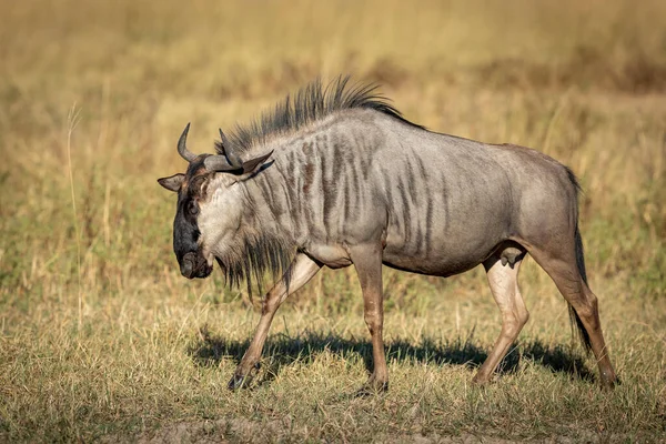 Blue Wildebeest Procházky Suché Trávě Ranním Slunci Moremi Okavango Delta — Stock fotografie