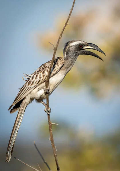 Vertikales Porträt Eines Afrikanischen Grauhornvogels Der Sich Einem Dünnen Ast — Stockfoto