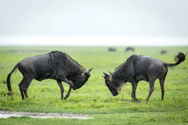 Dva Bílí Vousatí Pakoně Bojující Zelené Trávě Kráteru Ngorongoro Tanzanii — Stock fotografie