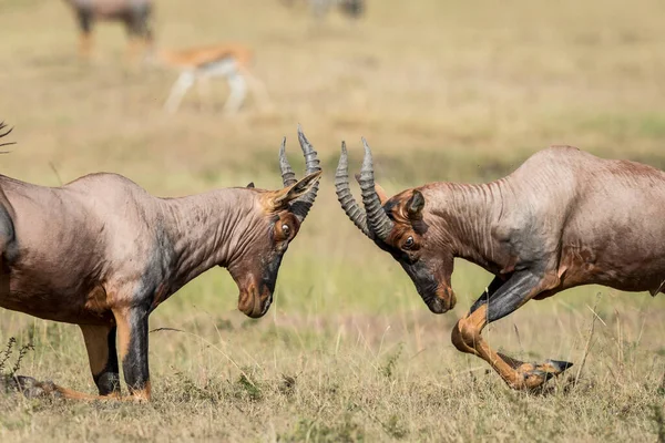 Dois Antílopes Topi Lutando Planícies Grama Masai Mara Quênia — Fotografia de Stock