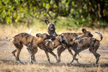 Botswana 'daki Khwai Nehri' nde birbirini selamlayan av köpekleri sürüsü