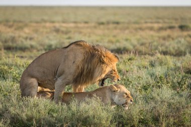 Erkek ve dişi aslan Tanzanya 'da Ndutu ovalarında çiftleşiyorlar.