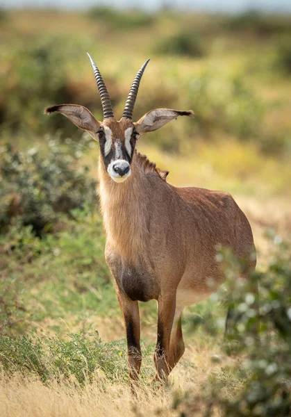 Vertical Portrait Female Roan Antelope Looking Camera Savuti Botswana — Stock Photo, Image