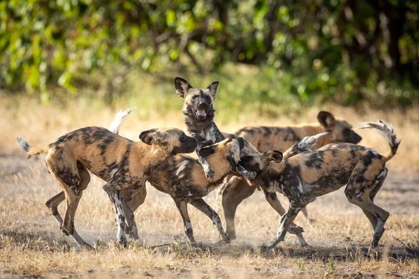 Rudel Jagdhunde Begrüßen Sich Khwai River Botswana — Stockfoto