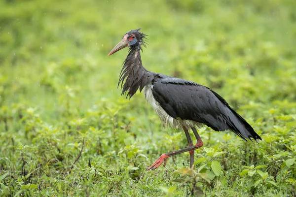 Cigogne Abdim Marche Sous Pluie Dans Les Plaines Verdoyantes Cratère — Photo