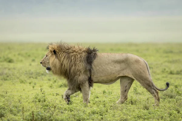 Männlicher Löwe Mit Großer Mähne Grünen Gras Ngorongoro Krater Tansania — Stockfoto