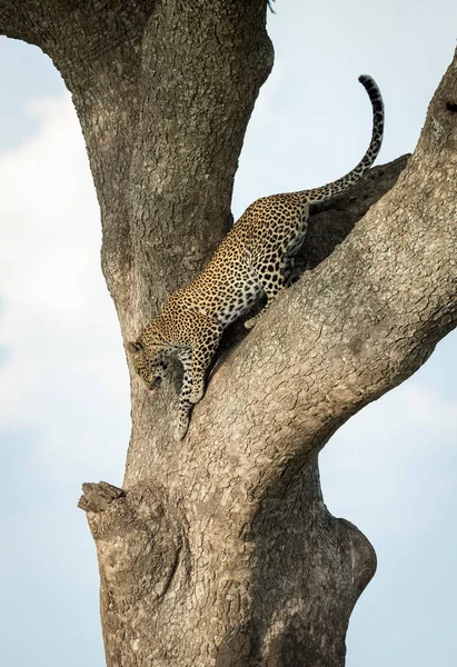 Dospělý Leopard Slézající Velkého Stromu Národním Parku Serengeti Tanzanii — Stock fotografie